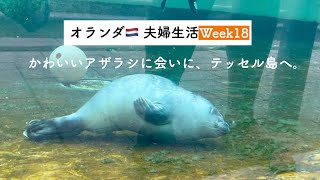 【テッセル島】オランダ人に人気な休暇の過ごし方