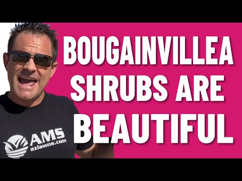 image-Can you grow bougainvillea in Arizona?