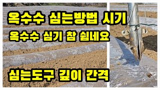 옥수수 심는방법 직파 대학찰옥수수 백색비닐 옥수수 심는시기 [옥수수재배방법]