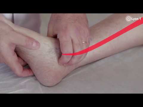 Palpation des pouls périphériques