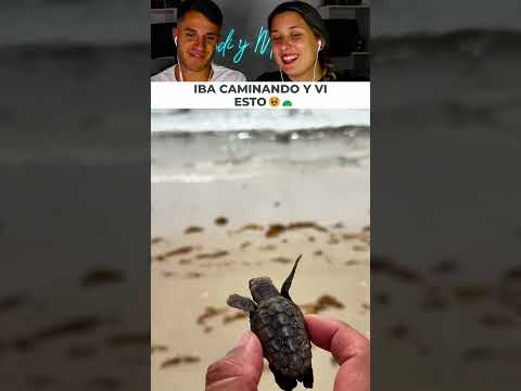 Rescaté a esta tortuguita bebé desorientada para ayudarla a llegar a salvo