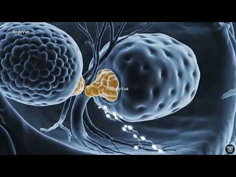 Male Reproductive System 3D Animation Video Explained | Sperm Production & Hormones (Full Anatomy)