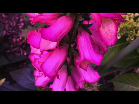 Shortening of the Way / DUNE