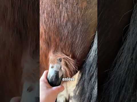Toilettage de Alberto #toilettage #cheval