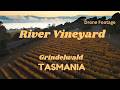 River Vineyard Tasmania 4k Cinematic Aerial Footage Sunrise Wineries And Scenic Cottages