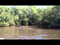 Manatee Vs Kayak Bob