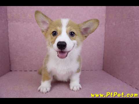 08/03雙色柯基犬公幼犬(台北大安)