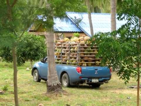 Insamling av kokosnötter hos Thai-grannen
