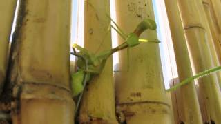 Lil B - Up the Murder Rate ft. praying mantis