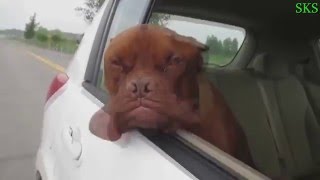 Лучшие приколы | Best funny jokes #9 HD
