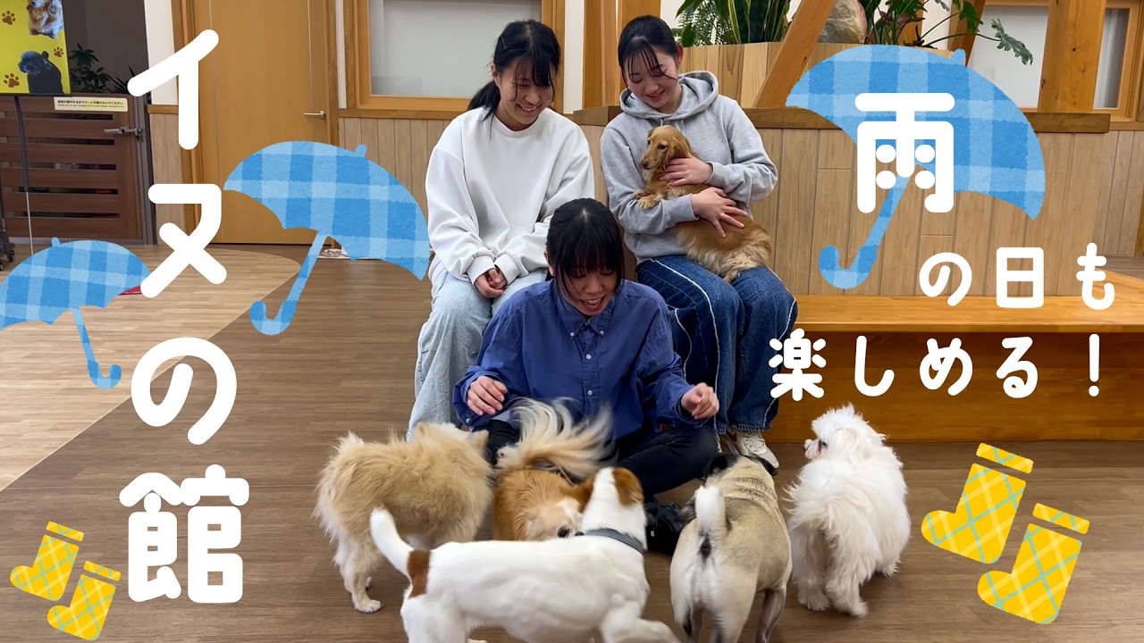 雨の日でも楽しめる！イヌの館
