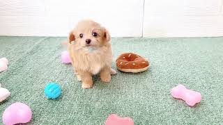 ハーフ犬の動画01