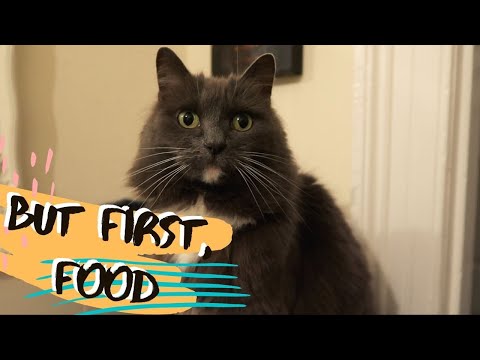 What My Cat Does When I Go To Bed | Bedtime Routine