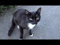 Tuxedo Cats Near A Tall Building And Flowers
