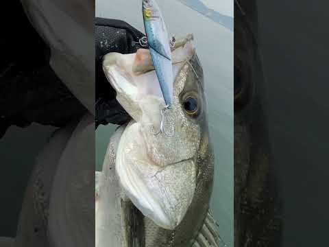 Little Jack More Keen 01 7.2cm 20g #02 S