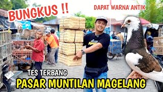 Download lagu SHOPPING FOR PIGEONS AT THE MEKAR MARKET IN MUNTILAN, MAGELANG, YOU CAN GET ANTIQUE COLORED PIGEONS mp3 Download lagu SHOPPING FOR PIGEONS AT THE MEKAR MARKET IN MUNTILAN, MAGELANG, YOU CAN GET ANTIQUE COLORED PIGEONS mp3
