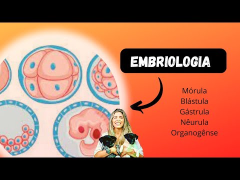 Embriologia: Mórula, Blástula, Gástrula, Nêurula e Organogênese.