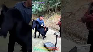Satisfying Farm Life: Watch a Man Lift a Reluctant Goat onto a Scale! 🐐⚖️↓