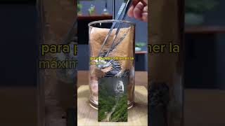 Él replicó su mundo en un frasco.