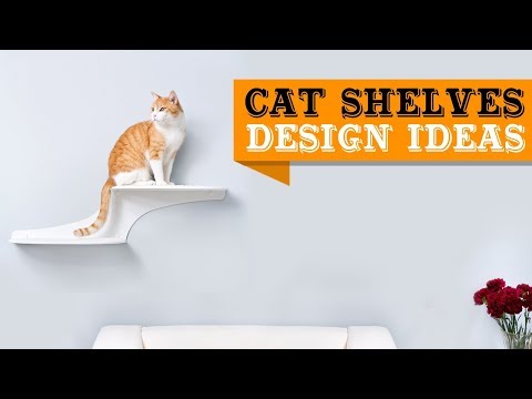 download lagu mp3 mp4 Cat Shelves, download lagu Cat Shelves gratis, unduh video klip Cat Shelves