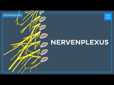 Anatomie der Nervenplexus - Anatomie einfach erklärt | Kenhub