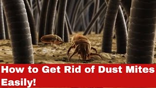 Dust Mite War: How to Get Rid of Dust Mites Easily!