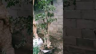 Download lagu Inspirasi Bonsai Taman Tinggi 130-150cm ID Serut Taman Elegan.. Terbaru.!!! mp3 Download lagu Inspirasi Bonsai Taman Tinggi 130-150cm ID Serut Taman Elegan.. Terbaru.!!! mp3