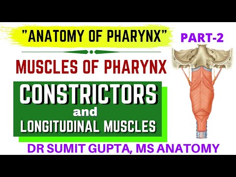 PHARYNX: CONSTRICTOR MUSCLES | LONGITUDINAL MUSCLES | KILLIAN DEHISCENCE |