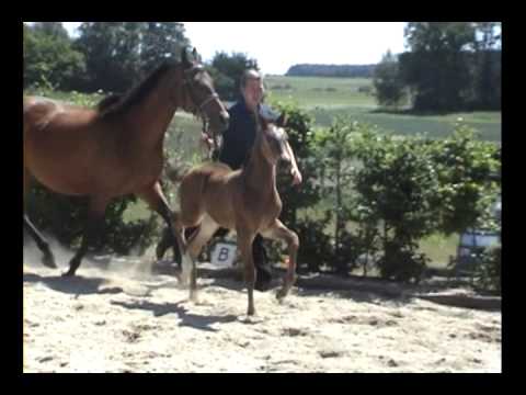 Hengstfohlen von Ramiro's Son II