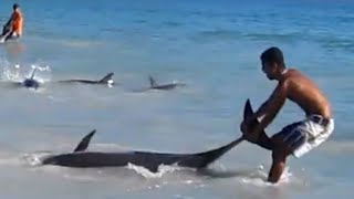 В Бразилии спасено около 30 дельфинов