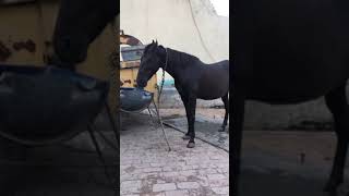 Horse lover WhatsApp status | Horse Status | horse shorts | Horse status | #punjab #horse #shorts(3)