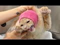 Now This Is Definitely Orange Cat Energy