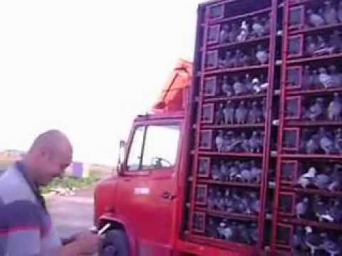 palanka 2012 lansare spunik 99 caracal si oltetul falcoiu 2010