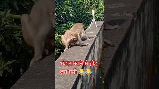 Download lagu नर्मदा मैया 🚩 तेरी हो रही जय जयकार #youtubeshorts #narmada #narmadaparikrama #bhedaghat #jabalpur mp3 Download lagu नर्मदा मैया 🚩 तेरी हो रही जय जयकार #youtubeshorts #narmada #narmadaparikrama #bhedaghat #jabalpur mp3