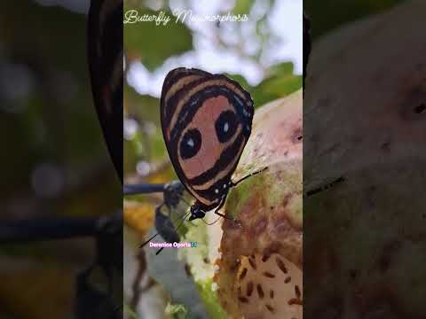 Buenas tardes gente bonita 🌻🦋Mariposa Callicore pitheas.Costa Rica, Puntarenas, Parrita. #butterfly