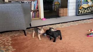 Video preview image #4 French Bulldog Puppy For Sale in COTATI, CA, USA