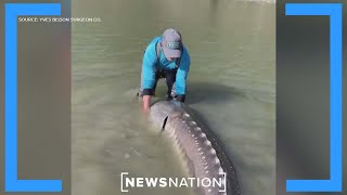 Sturgeon Music Video