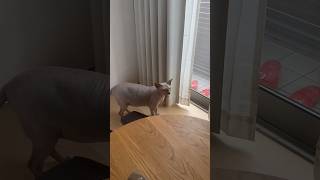 寝起きに鳴きながらママと妹に会いにきた猫スルタン【スフィンクス】