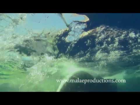 Tiger Shark Frenzy - Behind the Scenes Footage