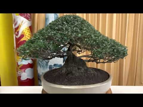 Bonsai Exhibition Vietnamese Bonsai Club Melbourne March 2023