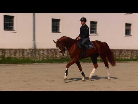 DSP-Siegerhengst Oganero P v. Ogano Sitte unter dem Sattel