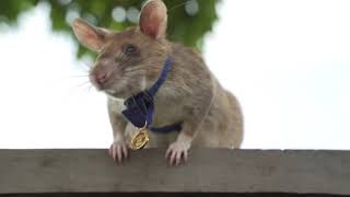 Landmine detection rat wins top UK animal bravery award