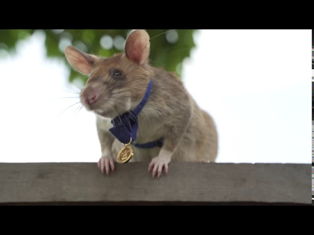 Landmine detection rat wins top UK animal bravery award