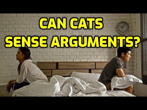 Do Cats Get Scared When Humans Argue?