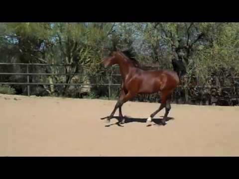 Royal Sharik 2013 Arabian Colt For Sale