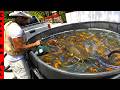STARTING A 1 000 Colorful Fish Population In The BACKYARD FISH RIVER
