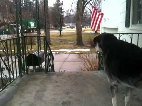 Duke watching the garbage truck