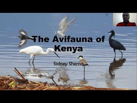 BDI Citizen Scientist Hour #9 - Sidney Shema