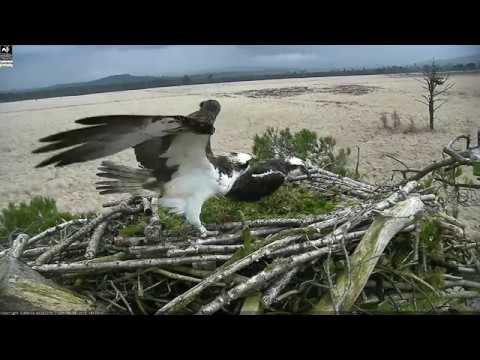 Osprey nest cam footage - First mating 2018