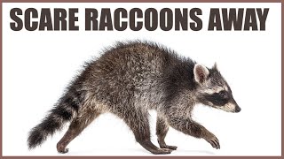 Owl Sounds To Scare Raccoons